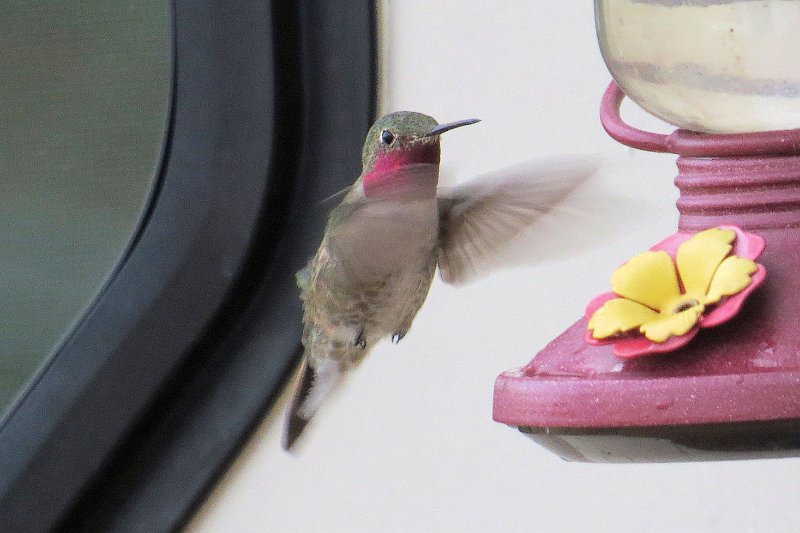 D (4) Ruby throated Hummingbirds.JPG